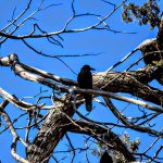 Bhutan DMC- Wildlife 1