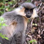 Bhutan DMC- Wildlife 2
