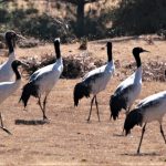 Bhutan DMC- Wildlife 3