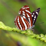 Bhutan DMC- Wildlife 4
